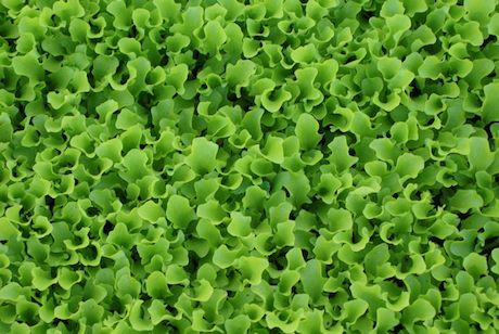 LATTUGHINO RICCIO LOLLO NR.2000 SEMI